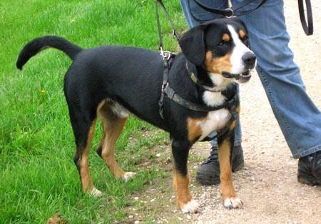 https://images.dog.ceo/breeds/entlebucher/n02108000_2369.jpg