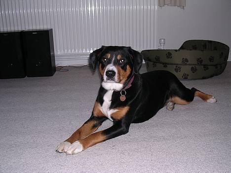 https://images.dog.ceo/breeds/entlebucher/n02108000_2394.jpg