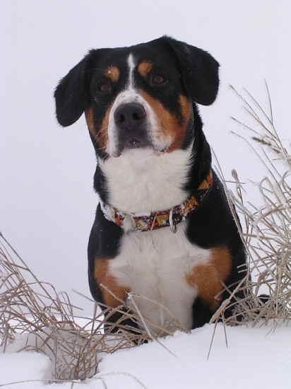 https://images.dog.ceo/breeds/entlebucher/n02108000_2399.jpg