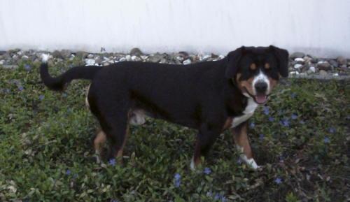 https://images.dog.ceo/breeds/entlebucher/n02108000_2400.jpg