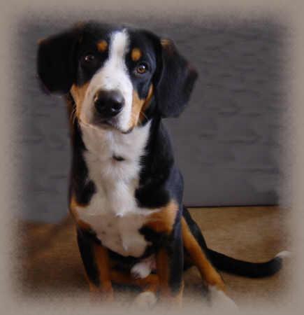 https://images.dog.ceo/breeds/entlebucher/n02108000_2420.jpg