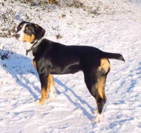 https://images.dog.ceo/breeds/entlebucher/n02108000_2429.jpg