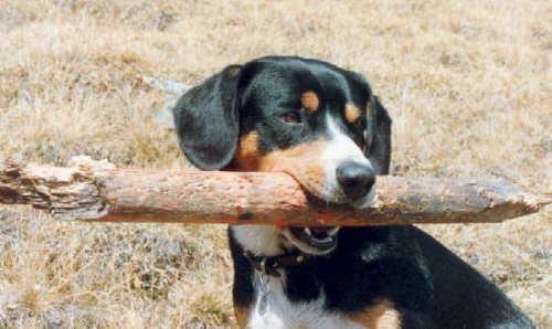 https://images.dog.ceo/breeds/entlebucher/n02108000_2457.jpg