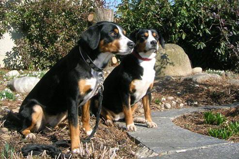 https://images.dog.ceo/breeds/entlebucher/n02108000_2464.jpg