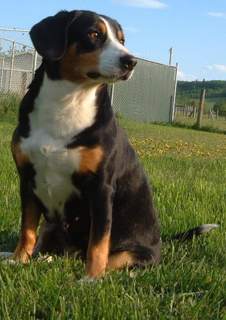 https://images.dog.ceo/breeds/entlebucher/n02108000_2498.jpg