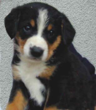 https://images.dog.ceo/breeds/entlebucher/n02108000_25.jpg