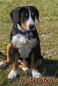 https://images.dog.ceo/breeds/entlebucher/n02108000_2511.jpg