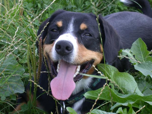 https://images.dog.ceo/breeds/entlebucher/n02108000_2523.jpg