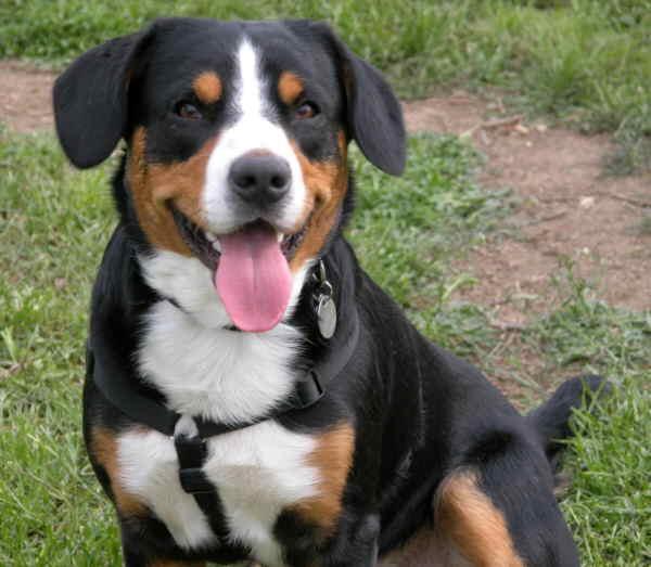 https://images.dog.ceo/breeds/entlebucher/n02108000_253.jpg