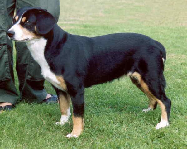 https://images.dog.ceo/breeds/entlebucher/n02108000_2536.jpg