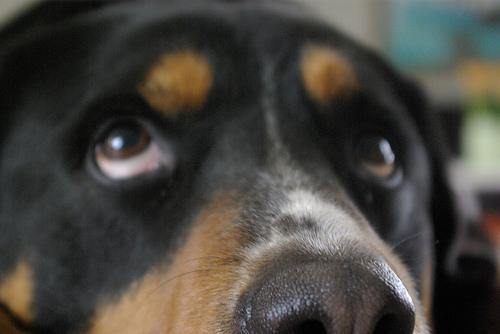 https://images.dog.ceo/breeds/entlebucher/n02108000_2550.jpg