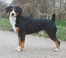 https://images.dog.ceo/breeds/entlebucher/n02108000_2573.jpg