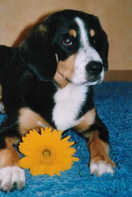 https://images.dog.ceo/breeds/entlebucher/n02108000_2599.jpg