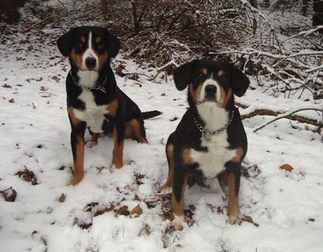 https://images.dog.ceo/breeds/entlebucher/n02108000_2608.jpg