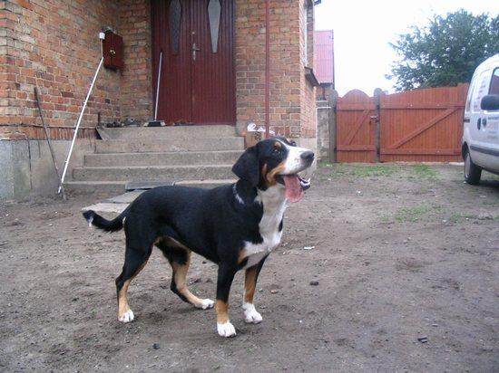 https://images.dog.ceo/breeds/entlebucher/n02108000_261.jpg