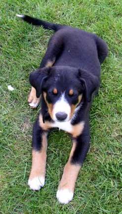 https://images.dog.ceo/breeds/entlebucher/n02108000_2611.jpg