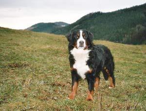 https://images.dog.ceo/breeds/entlebucher/n02108000_2635.jpg