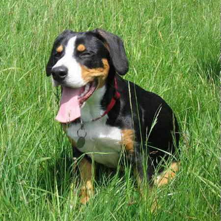 https://images.dog.ceo/breeds/entlebucher/n02108000_2653.jpg