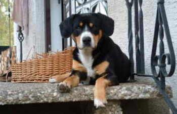 https://images.dog.ceo/breeds/entlebucher/n02108000_2675.jpg