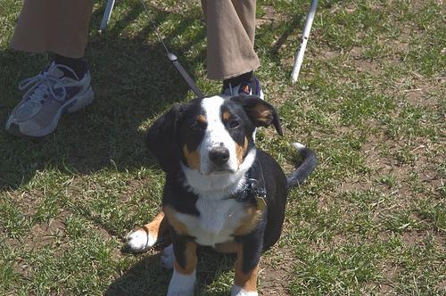 https://images.dog.ceo/breeds/entlebucher/n02108000_2734.jpg