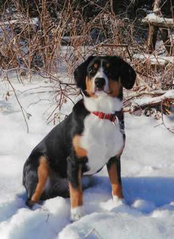 https://images.dog.ceo/breeds/entlebucher/n02108000_2739.jpg