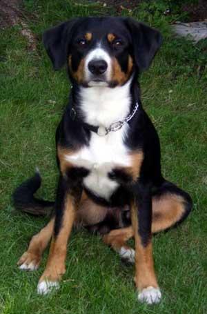 https://images.dog.ceo/breeds/entlebucher/n02108000_2742.jpg