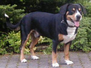 https://images.dog.ceo/breeds/entlebucher/n02108000_2753.jpg