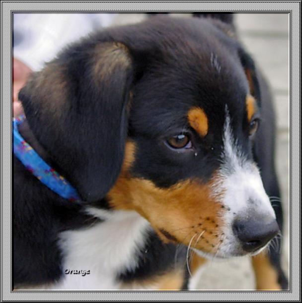 https://images.dog.ceo/breeds/entlebucher/n02108000_2792.jpg