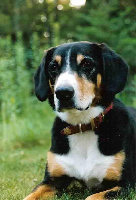 https://images.dog.ceo/breeds/entlebucher/n02108000_2802.jpg