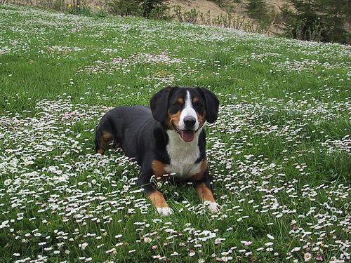 https://images.dog.ceo/breeds/entlebucher/n02108000_2891.jpg