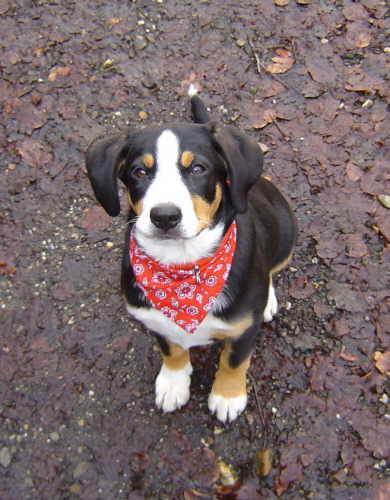 https://images.dog.ceo/breeds/entlebucher/n02108000_2937.jpg