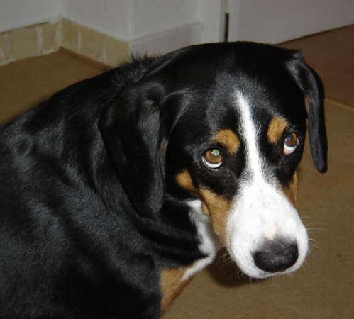 https://images.dog.ceo/breeds/entlebucher/n02108000_2962.jpg