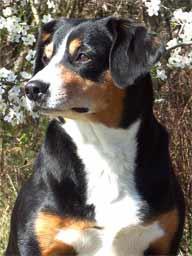 https://images.dog.ceo/breeds/entlebucher/n02108000_2987.jpg