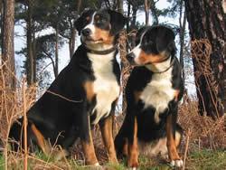 https://images.dog.ceo/breeds/entlebucher/n02108000_3002.jpg