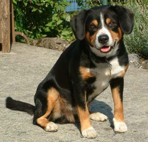 https://images.dog.ceo/breeds/entlebucher/n02108000_3007.jpg