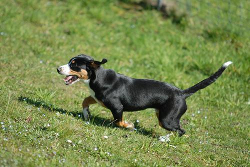 https://images.dog.ceo/breeds/entlebucher/n02108000_3027.jpg