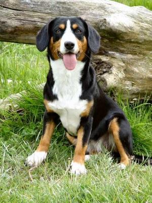 https://images.dog.ceo/breeds/entlebucher/n02108000_3055.jpg