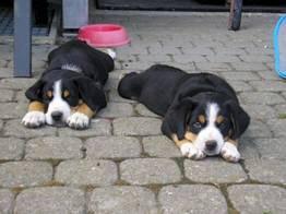 https://images.dog.ceo/breeds/entlebucher/n02108000_306.jpg