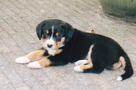 https://images.dog.ceo/breeds/entlebucher/n02108000_3074.jpg