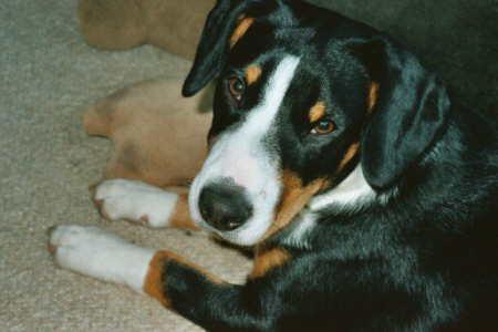 https://images.dog.ceo/breeds/entlebucher/n02108000_31.jpg