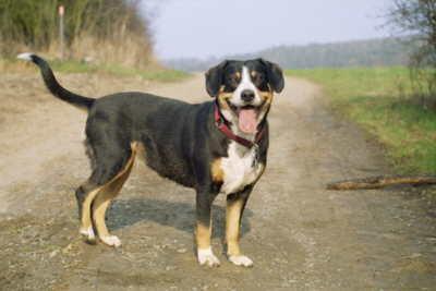 https://images.dog.ceo/breeds/entlebucher/n02108000_3104.jpg