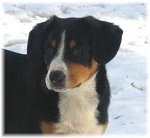 https://images.dog.ceo/breeds/entlebucher/n02108000_3109.jpg