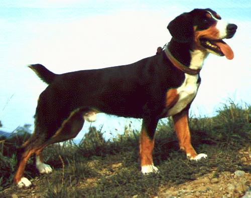 https://images.dog.ceo/breeds/entlebucher/n02108000_3113.jpg