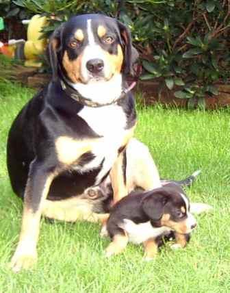 https://images.dog.ceo/breeds/entlebucher/n02108000_3138.jpg