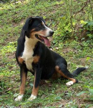 https://images.dog.ceo/breeds/entlebucher/n02108000_316.jpg