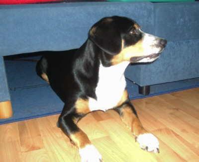 https://images.dog.ceo/breeds/entlebucher/n02108000_3171.jpg