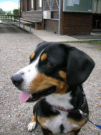 https://images.dog.ceo/breeds/entlebucher/n02108000_320.jpg