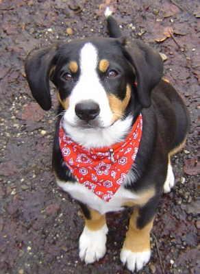 https://images.dog.ceo/breeds/entlebucher/n02108000_3205.jpg