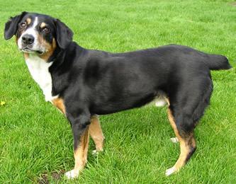 https://images.dog.ceo/breeds/entlebucher/n02108000_3207.jpg