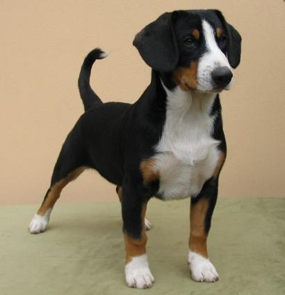 https://images.dog.ceo/breeds/entlebucher/n02108000_324.jpg